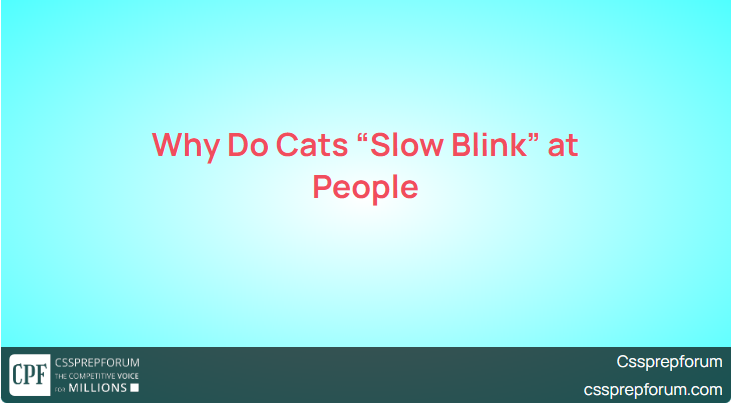 Why Do Cats “Slow Blink” at People