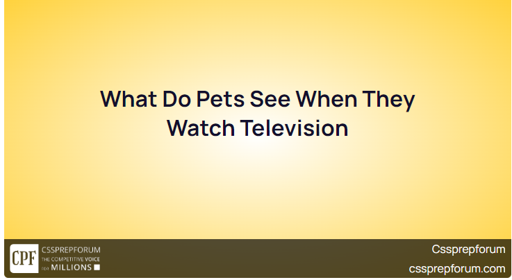 What Do Pets See When They Watch Television