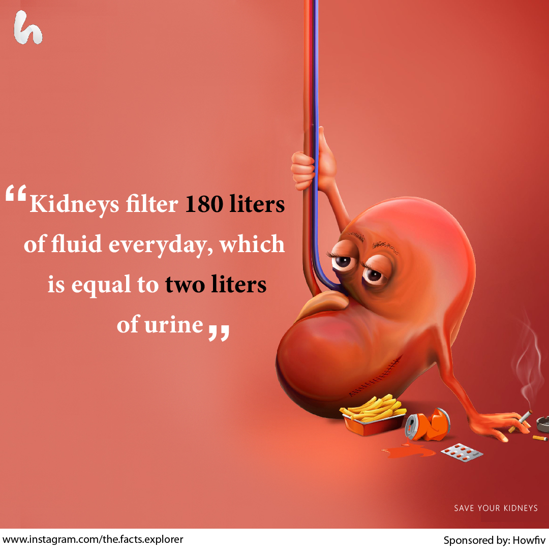 Why Do We Have Two Kidneys When We Can Live With One? - Cssprepforum