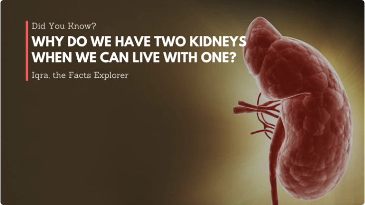 Why Do We Have Two Kidneys When We Can Live With One?