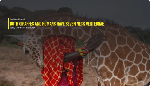 Giraffe and Humans Have the Same Number of Bones in Their Necks?