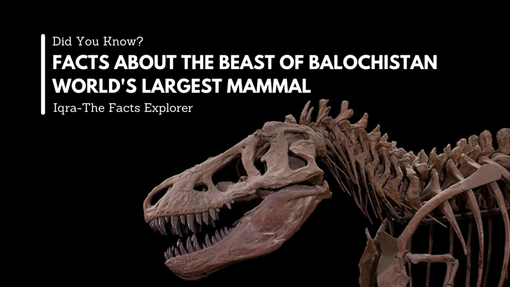 Facts about the Beast of Balochistan (World’s Largest Land Mammal)
