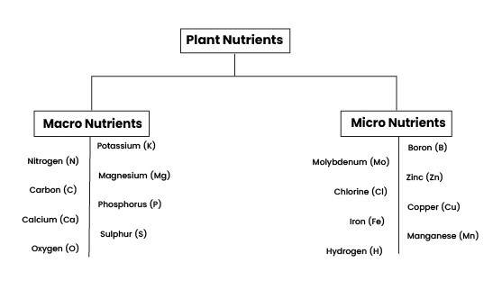 CSS GSA 2024 -12 PLANTS NUTRIENTS